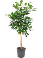 Фикус Циатистипула H140 D30 см