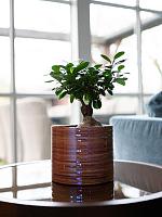 Кашпо Didi pot pearl pink D17 H15 см