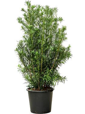 Подокарпус крупнолистный Подокарпус крупнолистный