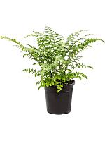 Асплениум Парвати H40 D17 см