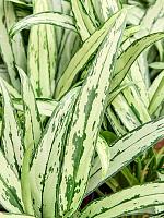 Аглаонема Кутласс H45 D14 см