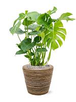 Кашпо Drypot rattan stripe round grey D38 H33.5 см Кашпо Drypot rattan stripe round grey D38 H33.5 см