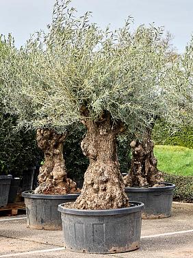 Оливковое дерево (Олива европейская)