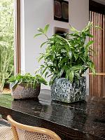 Драцена Суркулоза Годсефа H90 D21 см