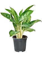 Аглаонема Бритт H45 D17 см