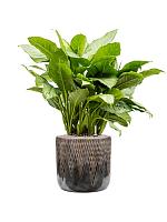 Кашпо Baq luxe lite universe comet cylinder bronze D40 H38 см