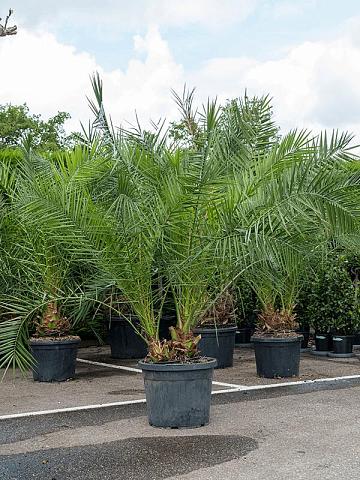 Финик Канарский 2 ствола Финик Канарский 2 ствола