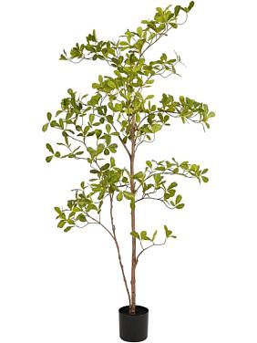 Терминалия искусственная