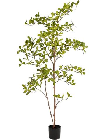 Терминалия искусственная