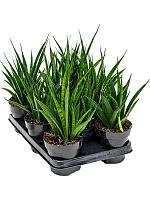 Сансевиерия Кирки Френдс H35 D12 см