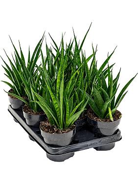 Сансевиерия Кирки Френдс Сансевиерия Кирки Френдс