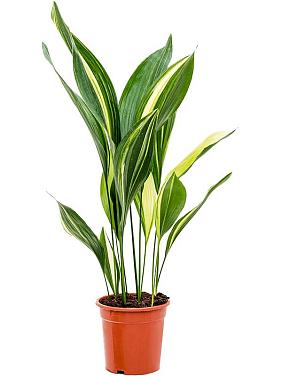 Аспидистра Элатиор вариегата