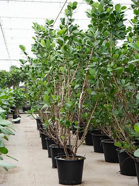 Клузия Росеа Грин Мэджик