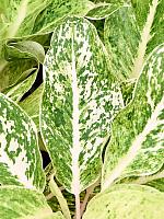 Аглаонема Вайт Лаксап H35 D13 см Аглаонема Вайт Лаксап H35 D13 см