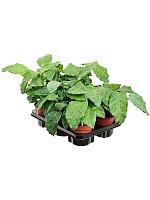 Калатея мозаичная Нетворк H35 D12 см