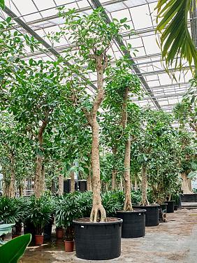 Фикус Альтиссимо Фикус Альтиссимо