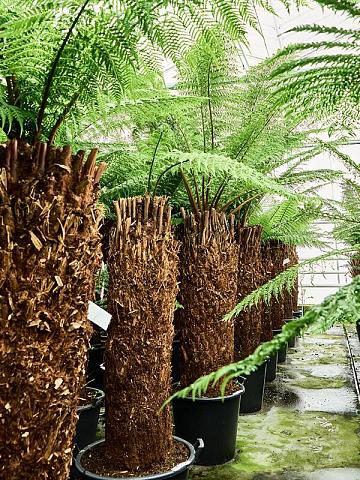 Диксония антарктическая Диксония антарктическая