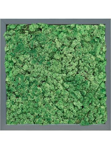 Картина из мха mdf ral 7016 satin gloss 100% reindeer (grass green) Картина из мха mdf ral 7016 satin gloss 100% reindeer (grass green)