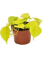 Филодендрон Миканс лайм H20 D12 см