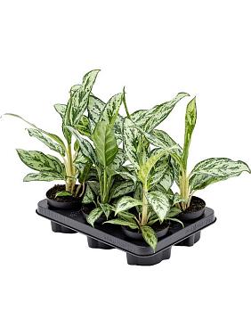 Аглаонема Лаурель Грин Аглаонема Лаурель Грин