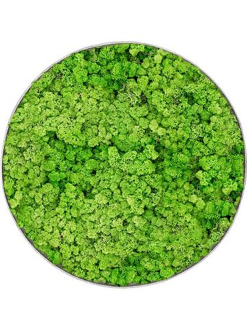 Картина из мха nova frame natural-concrete 100% reindeer (light grass green) Картина из мха nova frame natural-concrete 100% reindeer (light grass green)