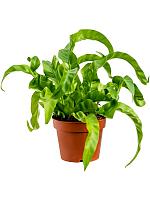 Асплениум Антикум Хуррикан H20 D12 см Асплениум Антикум Хуррикан H20 D12 см