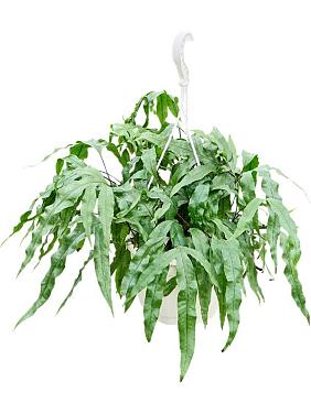 Микросорум Диверсифолиум разнолистный ампельный Микросорум Диверсифолиум разнолистный ампельный