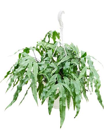 Микросорум Диверсифолиум разнолистный ампельный