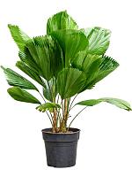 Ликуала Грандис H110 D27 см Ликуала Грандис H110 D27 см