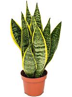 Сансевиерия Лауренти трехполосная H40 D12 см