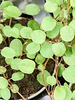 Мюленбекия Комплекса Маори H10 D6 см