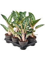 Аглаонема Оранж Флейм H40 D12 см