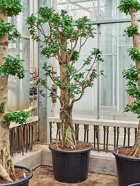 Фикус Микрокарпа Компакта бонсай Фикус Микрокарпа Компакта бонсай