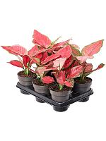 Аглаонема Ред Джой H30 D12 см Аглаонема Ред Джой H30 D12 см