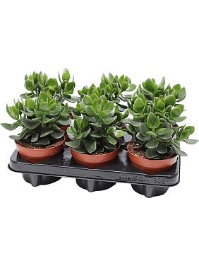 Крассула Овата