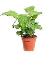 Калатея мозаичная Нетворк H35 D12 см