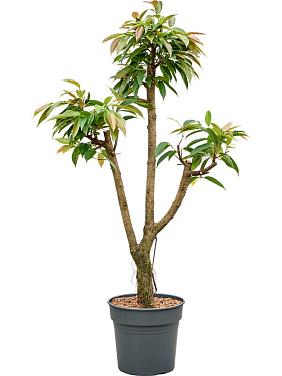 Фикус Бенедикта Амстел Кинг разветвленный