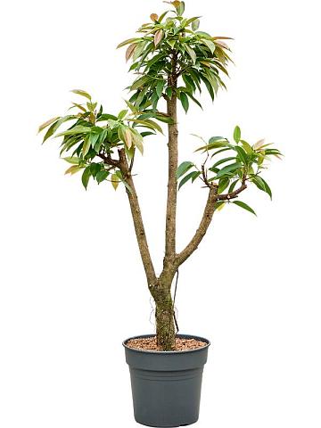 Фикус Бенедикта Амстел Кинг разветвленный