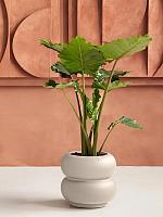 Кашпо Premium amber roll low beige D43 H40 см