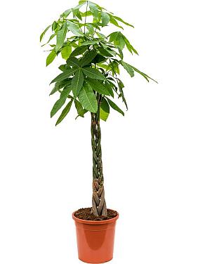 Пахира Акватика переплетенная Пахира Акватика переплетенная