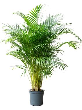 Арека Хризалидокарпус (Дипсис желтоватый) Арека Хризалидокарпус (Дипсис желтоватый)