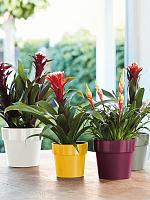 Кашпо B. for original round living black D18 H16.5 см