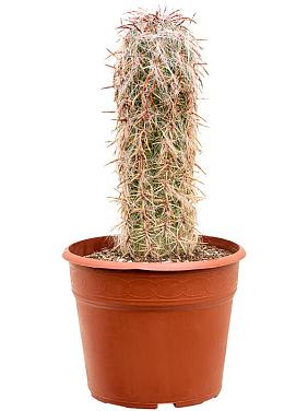 Ореоцереус Цельса Ореоцереус Цельса