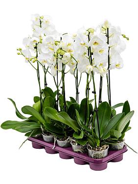 Фаленопсис белый 1 ствол