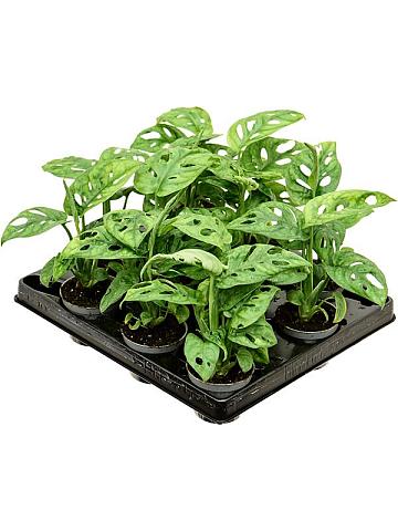 Монстера Обликва Монстера Обликва