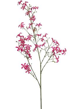 Саксифрага искусственная Саксифрага искусственная