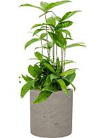 Кашпо Rough puk m grey washed D20 H20 см