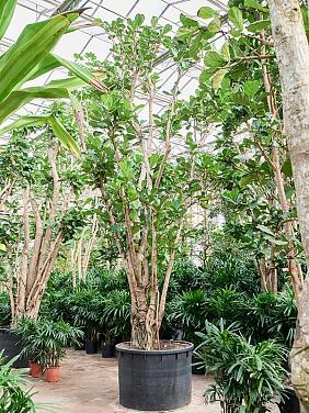 Фикус Лирата разветвленный