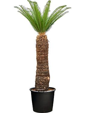 Цикас Революта