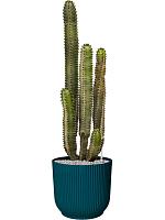 Молочай канарский (Эуфорбия Канариенсис) H80 D30 см